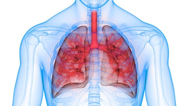 lungs