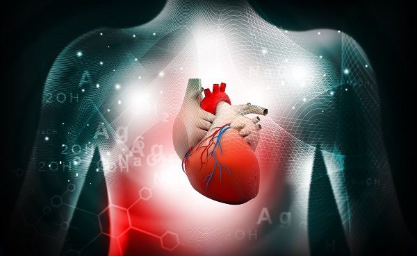 3d,Human,Heart,Medical,Anatomy